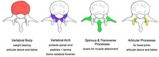 These parts have different roles: Vertebral body - weight bearing, they increase in size down the vertebral column as they need to support more weight.