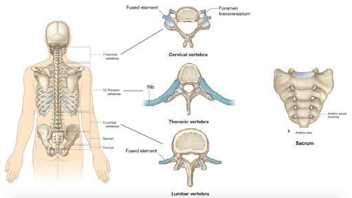 (collectively they form the internal portion of the arch) - The pedicle joins the vertebral body to the vertebral arch. - The laminar is part of the arch that forms the triangular top.