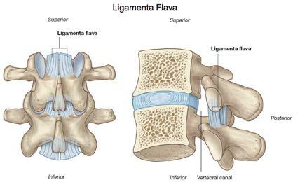 Ligaments of the vertebral column.