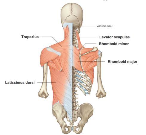 Anterior longitudinal ligaments lie in front of the vertebral body, they are wider and much more simple.