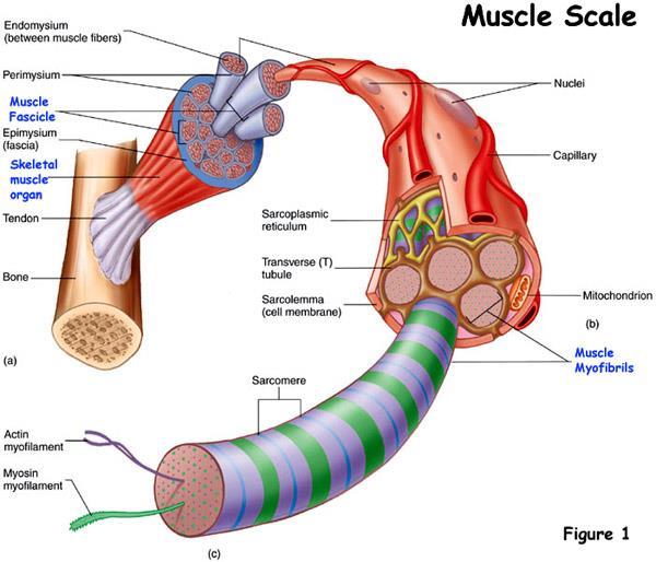 Muscle tissue is a soft tissue that composes muscles in animal bodies, and gives rise to muscles' ability to contract.
