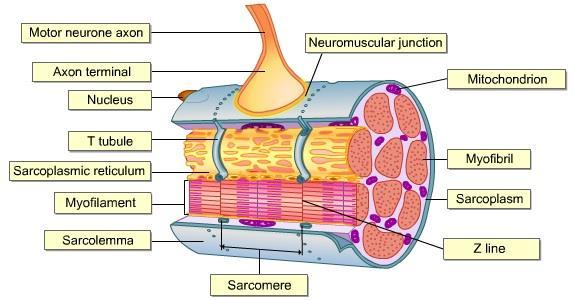 Unique terms are used for certain structures in muscle cells: Individual muscle cells are called muscle fibers.