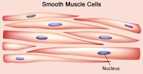 3. Smooth Muscles Smooth muscle occurs mostly as sheets, which form the walls of most hollow organs with the exception of the heart.