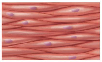Smooth Muscle cells Smallest fiber type, length varies from 20 microns in blood vessels to 500 microns in the uterus. Unbranched spindle-shaped fibers are elongated with pointed ends.