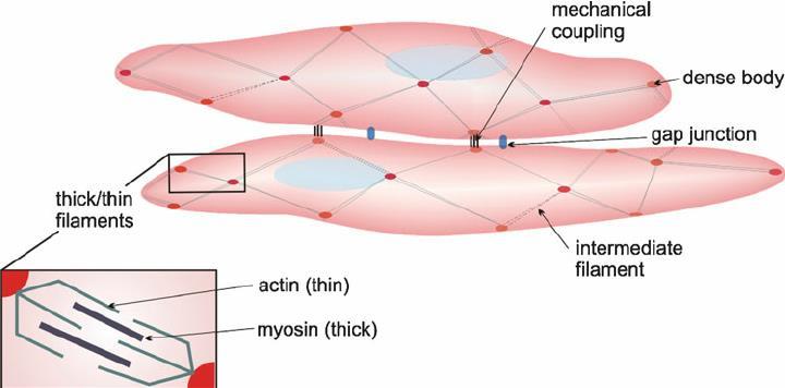 Myofilaments in smooth muscle Ratio of thick to thin filaments (1:13) is much lower than in skeletal muscle (1:2).