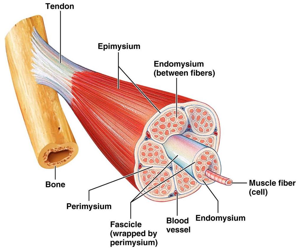 Connective tissue and fascicles Connective tissue sheaths bind a skeletal muscle and its fibers together Endomysium: a fine sheath of connective tissue wrapping each muscle cell