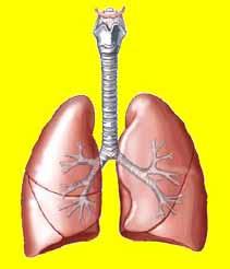 ICD-9-CM chapters: Respiratory System (460-519) Coding Pneumonia: Combination codes are assigned when both the pneumonia and the