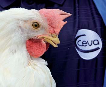 Program 16 th August, 2011 17.00 to 19.00 Mastering vaccination in poultry: From science to field application Chairmain S. Comte 1 st part: General philosophy of Ceva A. Bourgeois & S.