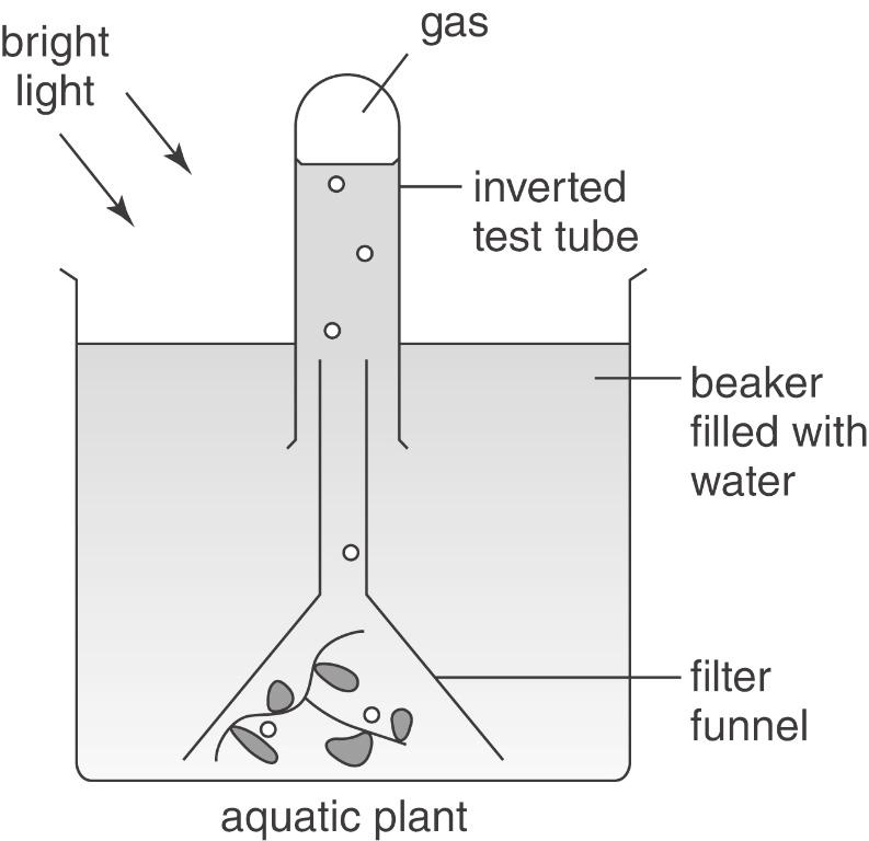 07 Jane has set up equipment to investigate the rate of photosynthesis in an aquatic plant. She uses a lamp as a light source. Figure 7.1 07.1 What is the name of the gas collecting in the test tube?