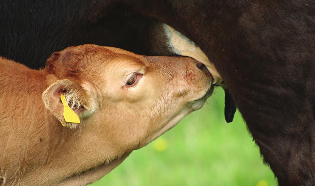 Stress on calves - Weaning, transporting, disbudding and castration could all weaken a calf s immune system and make it less able to fight off pneumonia infections.