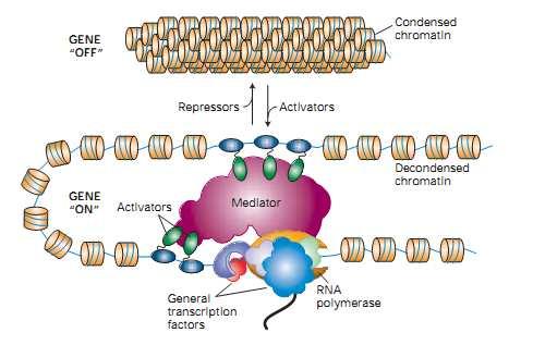 Histone modifications: major