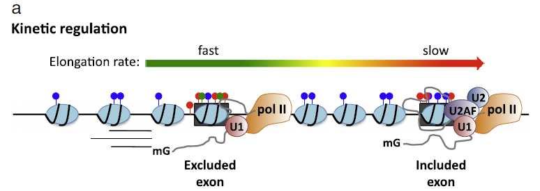 Histone modifications: major regulators of alternative splicing Histone modifications
