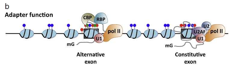 regulators at weak exons Recruitment of Chromatin-binding Proteins (CBP) that act as
