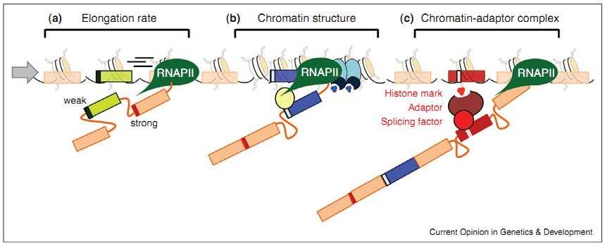 The role of chromatin in alternative splicing: (a) RNAP II elongation rate affects recruitment of the splicing machinery.