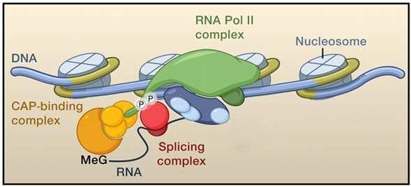 Transcription and splicing: How can RNA Pol II affect splicing outcome?