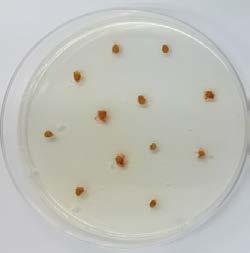 All potential Fusarium colonies were transferred onto APDA. Z There was only 5,000 seeds in commercial seedlot 7.
