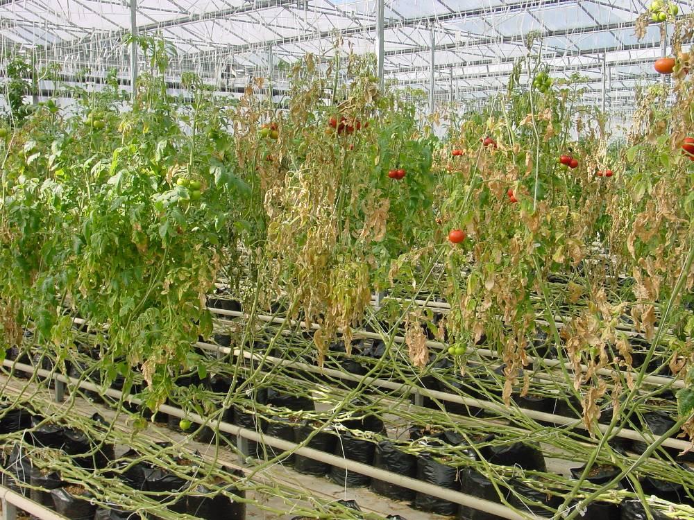 Fusarium Diseases of Tomato Fusarium Crown