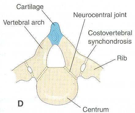 Embryology spine
