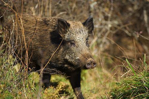 ASF active surveillance programme in wild boars 5.