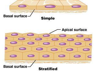 According to thickness simple - one cell layer stratified more than one layer of cells (which are
