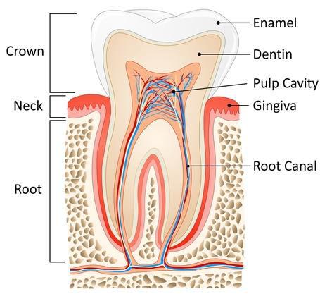 Parts of a Tooth Enamel: The hard outer layer of the crown.