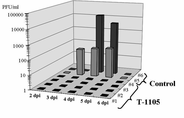 Fig.6 The virus was not detected from the nasal swab samples of the treated group by the plaque assay.