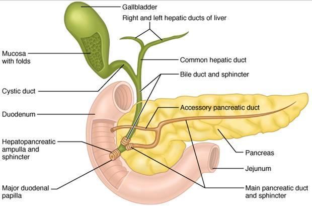 Pancreatic