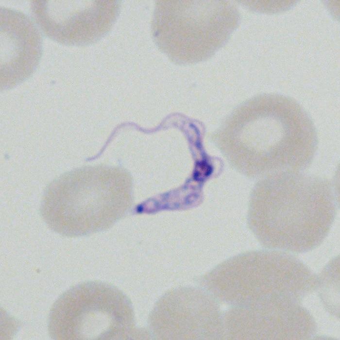 15B-B Correct Identification: Trypanosoma brucei Trypanosoma brucei 18/20 90 9/10 Correct Trypanosoma cruzi 2 10 1 Incorrect Parasites Seen 6/6 100 10/10 Correct Quality Control and Information