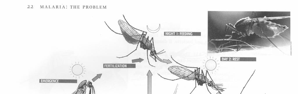 Life cycle of mosquitoes Total aquatic cycle: 31 C: 7 D 20 C: 20D 2-3 km of breeding sites Survival mosquito 10-14d (TR) -1 month In