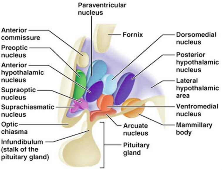 Hypothalamus: anatomy