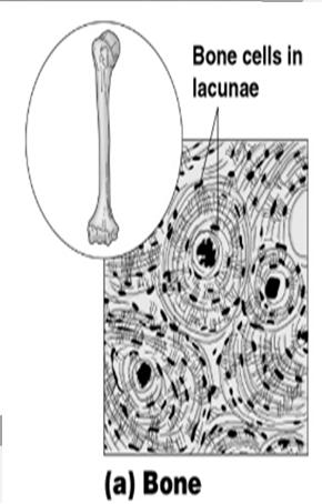Ex: discs between vertebrae, meniscus of knee Chondrocyte Collagenous fiber (b) Types of
