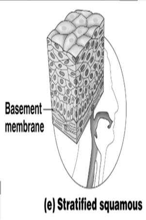 secretion Stratified Epithelium Stratified squamous Cells at the free edge are flattened; basement