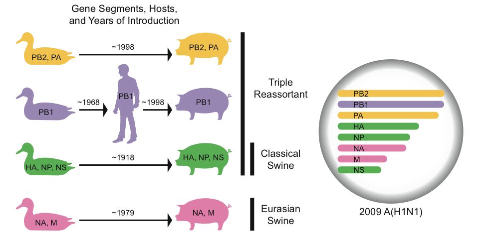 Origins of gene segments, 2009