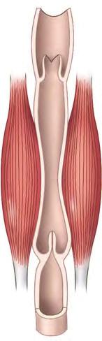Direction of blood flow in vein (toward heart) Valve (open) Skeletal muscle Valve (closed) Figure 42.13 Blood flow in veins. Skeletal muscle contraction squeezes and constricts veins.