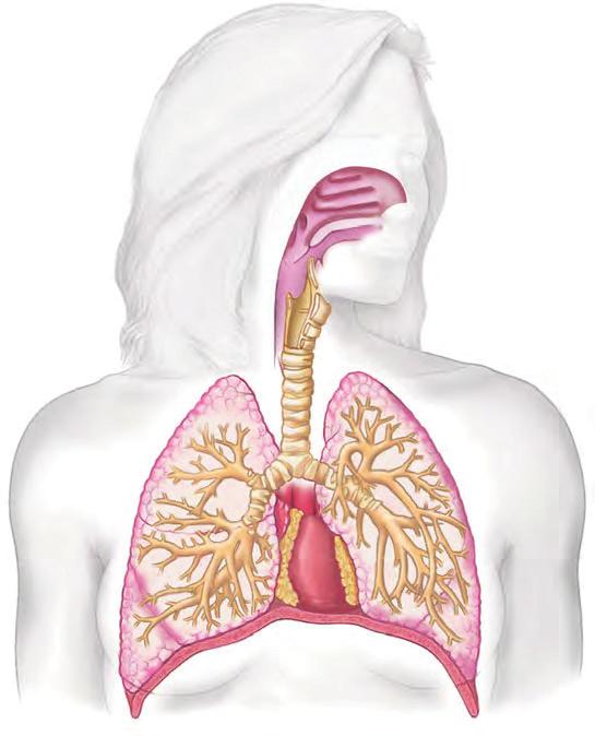 From the nasal cavity and pharynx, inhaled air passes through the larynx, trachea, and bronchi to the bronchioles, which end in microscopic alveoli lined by a thin, moist epithelium.