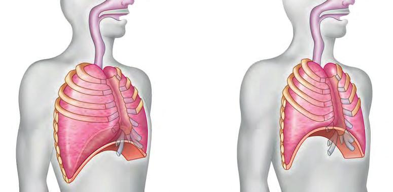 Lung Diaphragm 4 1 Rib cage gets smaller as rib muscles relax.