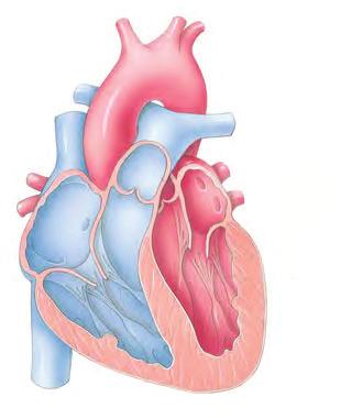 Pulmonary artery Right atrium Semilunar valve Aorta Pulmonary artery Left atrium Semilunar valve 1 Atrial and ventricular diastole.
