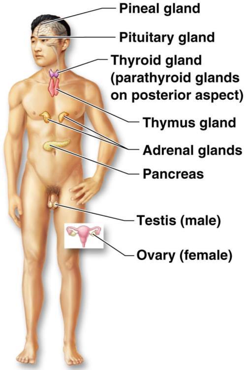 Organ System OverviewV Endocrine Secretes