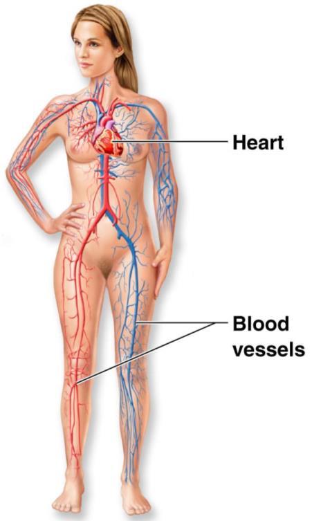 Organ System Overview VI Cardiovascular Transports materials in body via