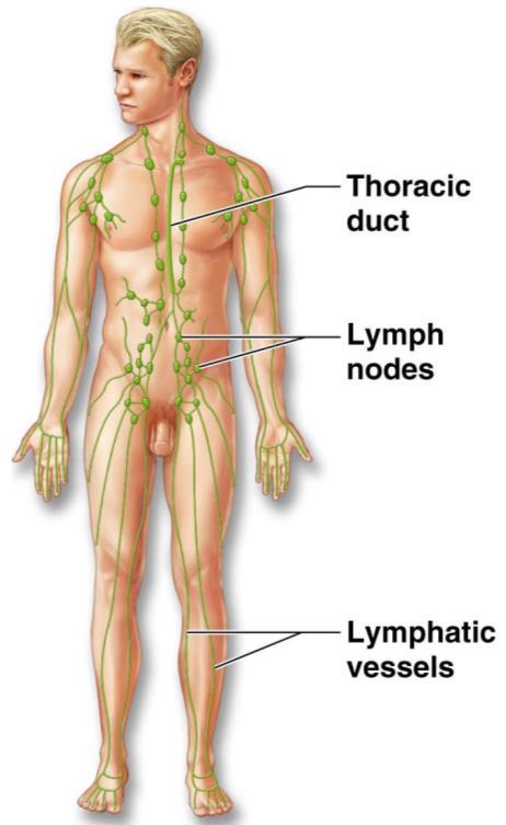 Organ System Overview VII Lymphatic Returns fluids to blood