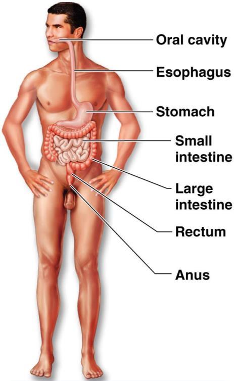 Organ System Overview IX Digestive Breaks down food Allows for