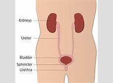 The Urinary System The urinary system comprises the kidneys, ureters, bladder and urethra. The kidneys sit at the back of the body, one on each side, just underneath the ribcage.