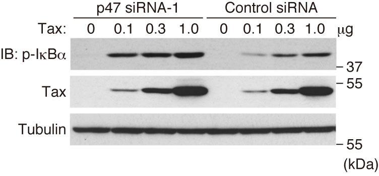 Supplementary Figure S3. p47 negatively regulates the Tax-induced phosphorylation of IκBα. HeLa cells were transfected with a control or p47 sirna.