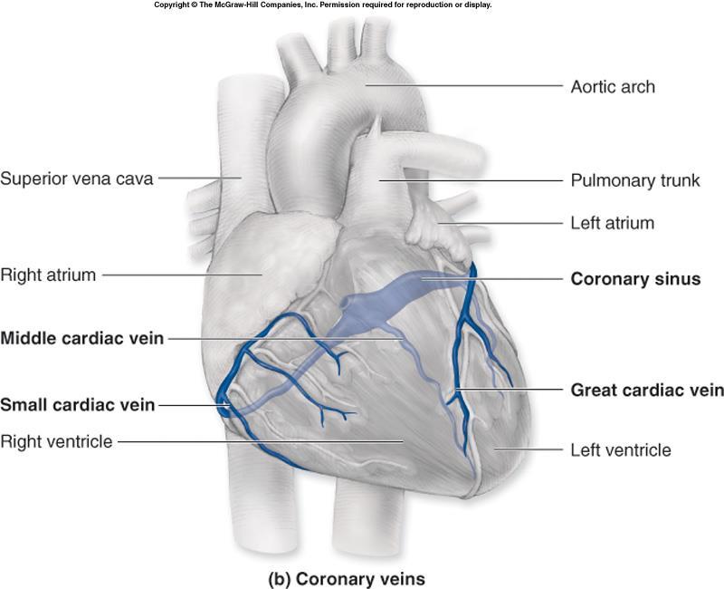 arteries Capillaries Coronary