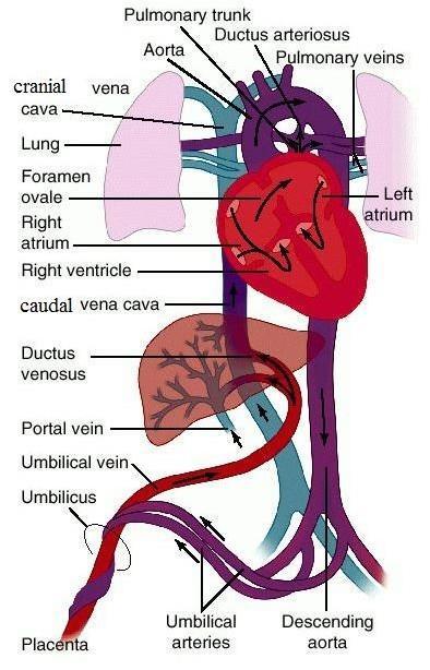 Bypasses (shunts) in the fetal circulation keep most of the blood out of the pulmonary