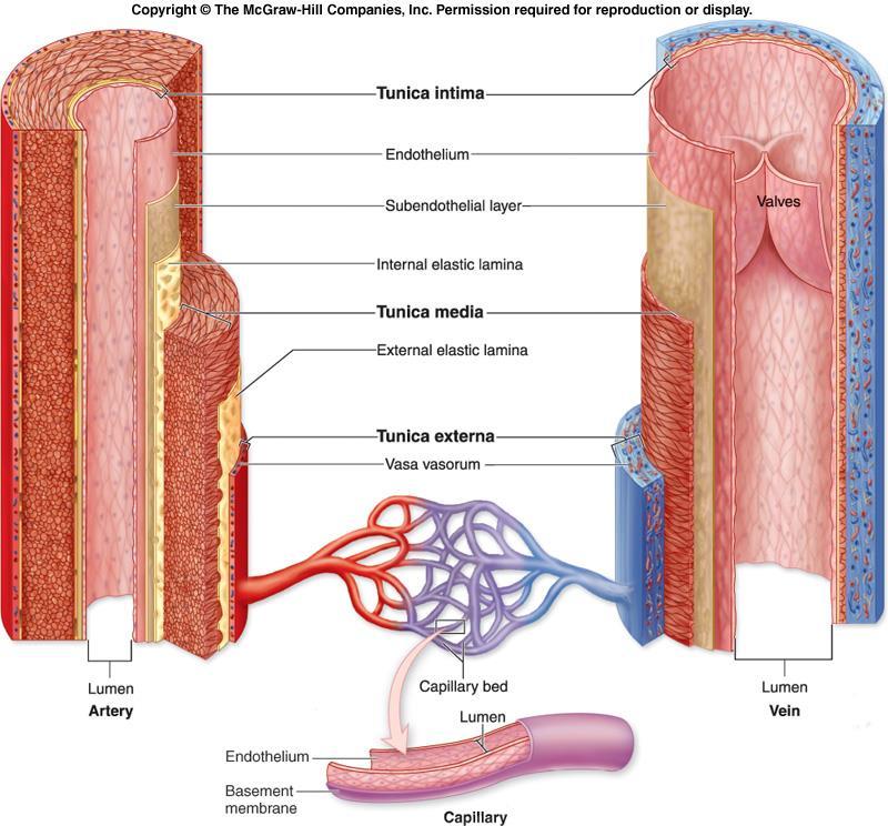 Types of blood vessels Arteries Arterioles Capillaries