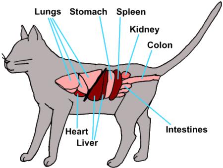 In the past, prior to the development of the vaccine for the feline leukemia virus, the intestinal form of lymphoma was unusual but now it accounts for 50-70% of all cases of feline lymphoma.
