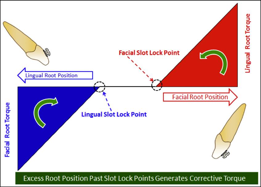 Torque generated by root position. Any root position outside the slot lock points will be torqued toward the closer slot lock point.