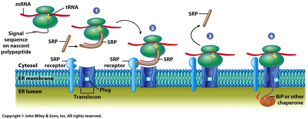 Synthesis of protein on membrane-bound ribosome A schema=c model of the synthesis of