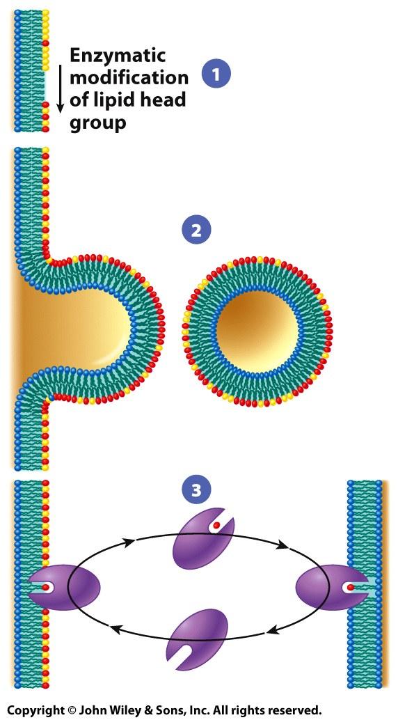 Modifying the lipid composition of membranes Contributing factors to variation of organelle lipid composition 1. Enzymatic modification (head group): Organelle-specific enzymes for lipid conversion.